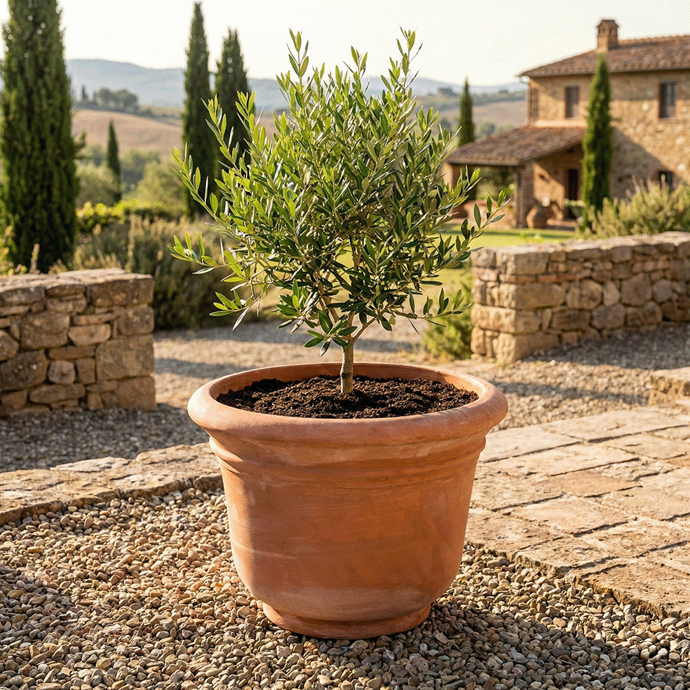 Campana Liscia produttori vasi in terracotta toscana fatti a mano vasi di terracotta grandi vaso terracotte vasi artigianali made in italy grande vaso di terracotta artigianale fornace terracotta fabbrica di vasi da esterno fabbrica di terrecotte