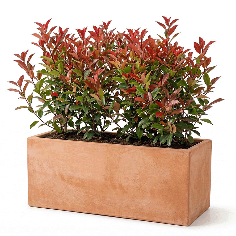 Cassetta Liscia Minimal Minimale Moderna produttori vasi in terracotta toscana fatti a mano vasi di terracotta grandi vaso terracotte vasi artigianali made in italy grande vaso di terracotta artigianale fornace terracotta fabbrica di vasi da esterno fabbrica di terrecotte