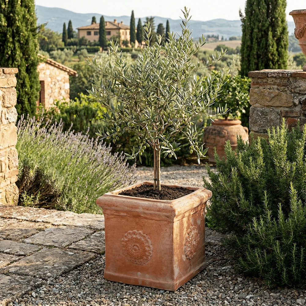 Cubo Rosetta produttori vasi in terracotta toscana fatti a mano vasi di terracotta grandi vaso terracotte vasi artigianali made in italy grande vaso di terracotta artigianale fornace terracotta fabbrica di vasi da esterno fabbrica di terrecotte