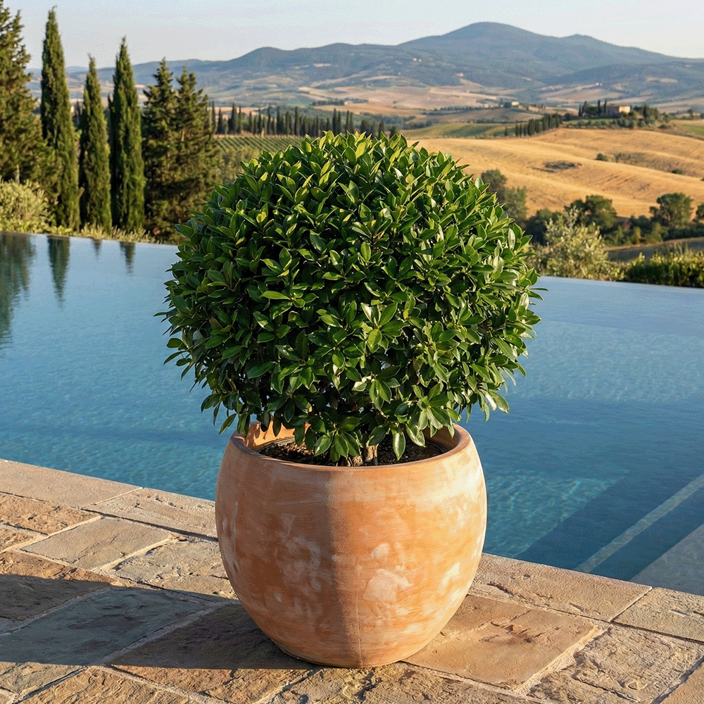 Vaso Ovo produttori vasi in terracotta toscana fatti a mano vasi di terracotta grandi vaso terracotte vasi artigianali made in italy grande vaso di terracotta artigianale fornace terracotta fabbrica di vasi da esterno fabbrica di terrecotte